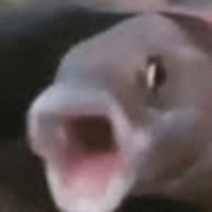 Meet your Posher, Sawyer